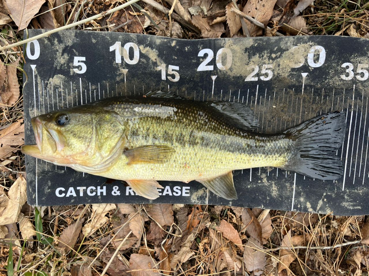 ラージマウスバス