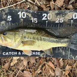 ラージマウスバス