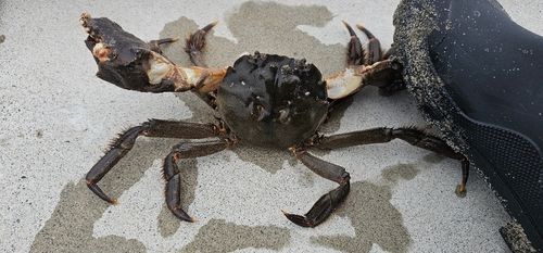 モクズガニの釣果