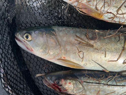 アメマスの釣果