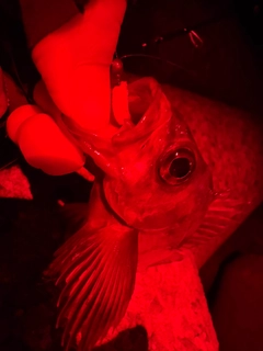 シロメバルの釣果