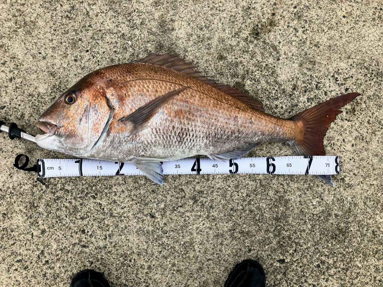 SHIMANO 14ブルズアイ 5080の最安値・インプレ・釣果 | 本音の口コミが