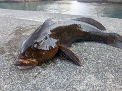 アイナメの釣果