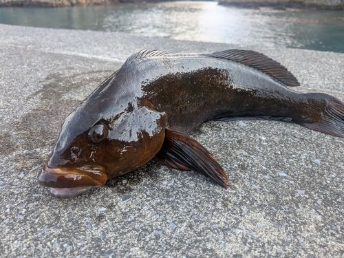 アイナメの釣果