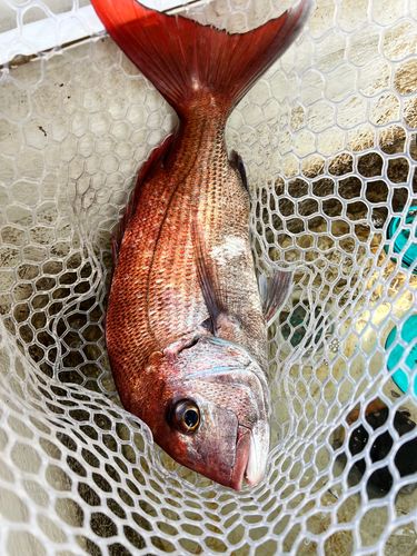 マダイの釣果