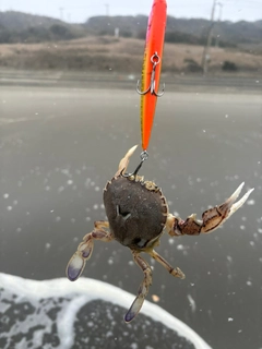 カニの釣果