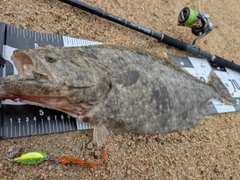 ヒラメの釣果