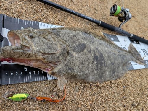 ヒラメの釣果