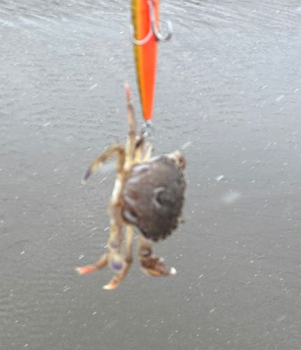 カニの釣果