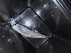 ヤリイカの釣果