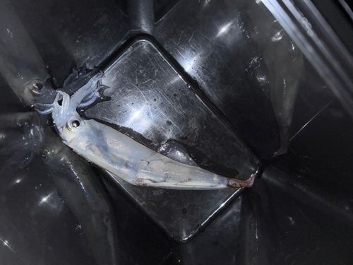 ヤリイカの釣果