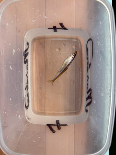 ワカサギの釣果