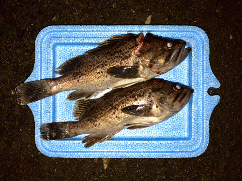 クロソイの釣果