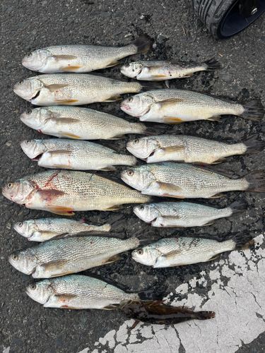 イシモチの釣果