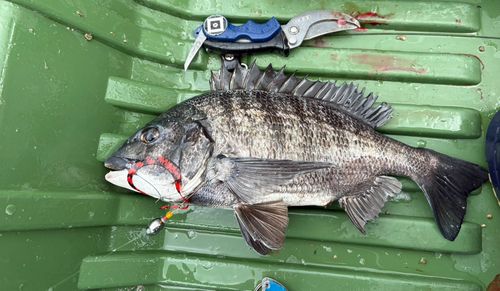 クロダイの釣果