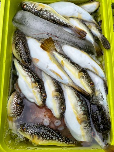 ショウサイフグの釣果