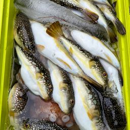 ショウサイフグ