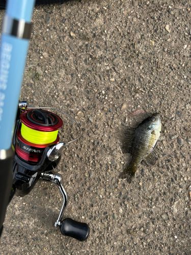 ブルーギルの釣果