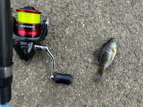 ブルーギルの釣果