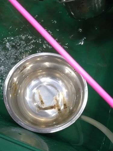 木津川（大阪）