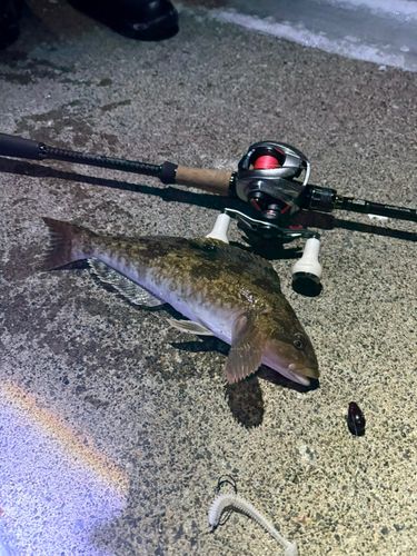 アブラコの釣果