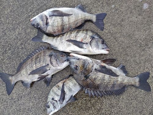 チヌの釣果