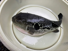 トラフグの釣果