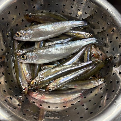 ワカサギの釣果