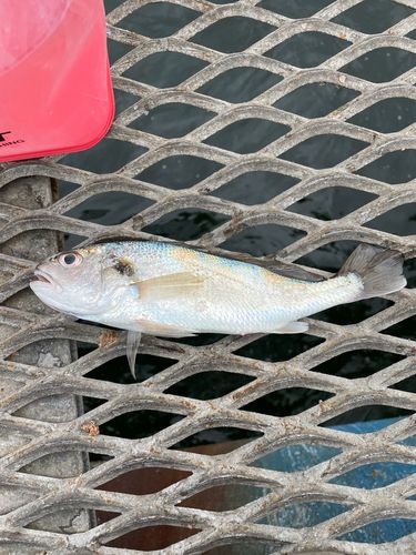 本牧海づり施設