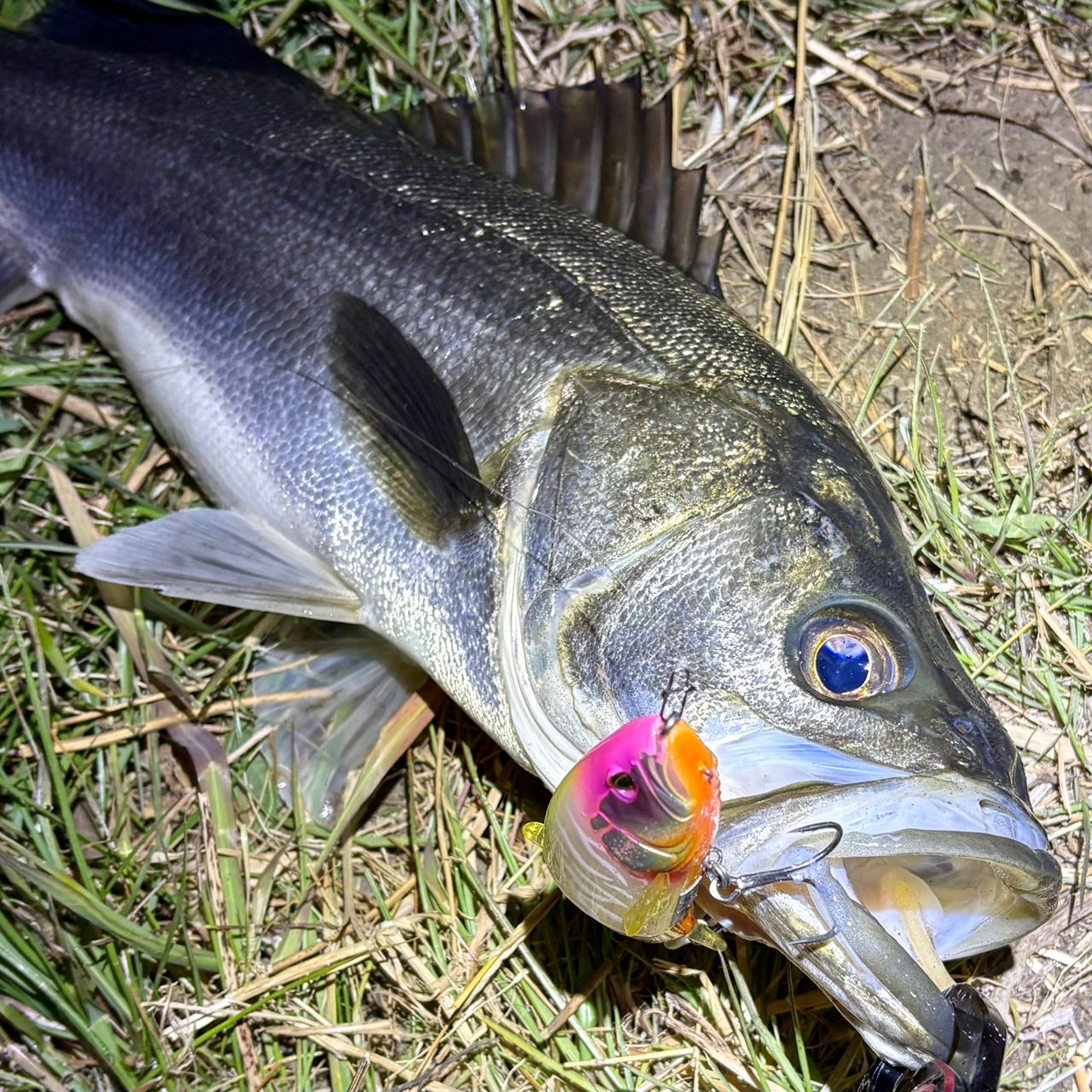 SHIMANO 20ヴァンフォード 4000MHGの最安値・インプレ・釣果 | 本音の