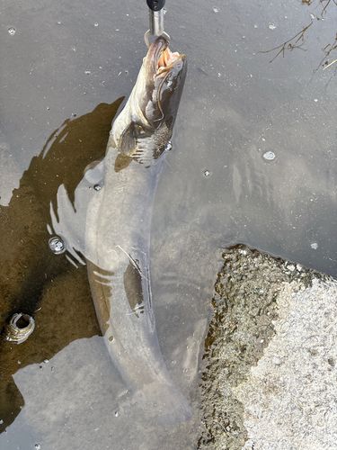 ナマズの釣果
