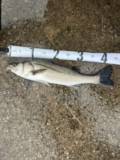 フッコ（マルスズキ）の釣果