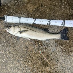 フッコ（マルスズキ）