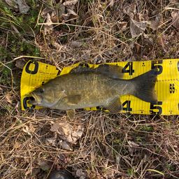 スモールマウスバス