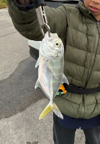 ギンガメアジの釣果
