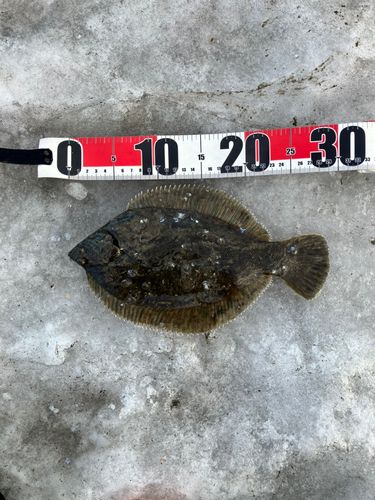 クロガシラガレイの釣果