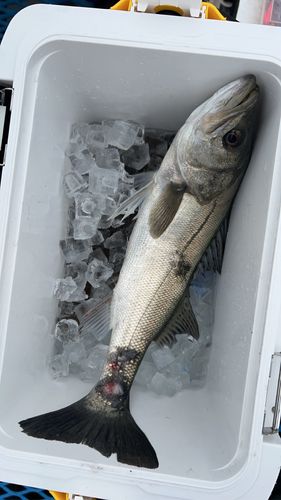 オリジナルメーカー海釣り公園