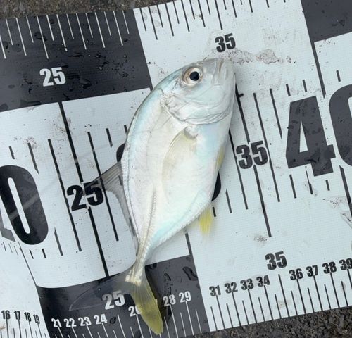 オニヒラアジの釣果