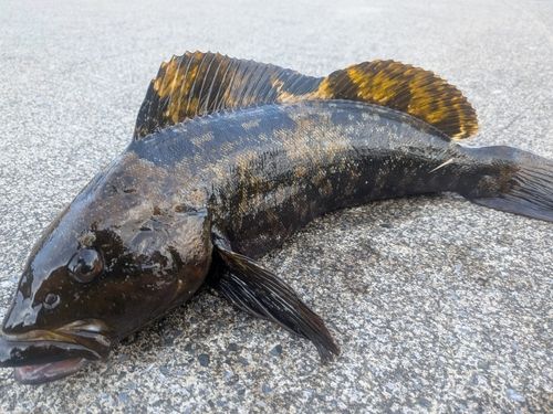 アイナメの釣果