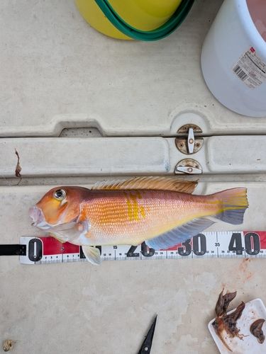 アマダイの釣果