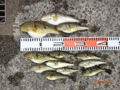 コモンフグの釣果