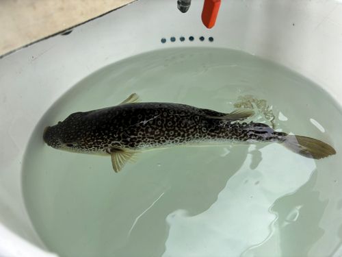 ショウサイフグの釣果