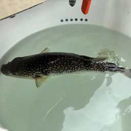 ショウサイフグ