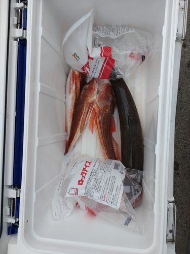 ホウボウの釣果