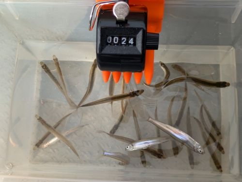 ワカサギの釣果