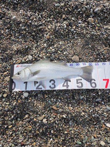 ヒラスズキの釣果