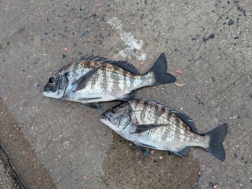 チヌの釣果