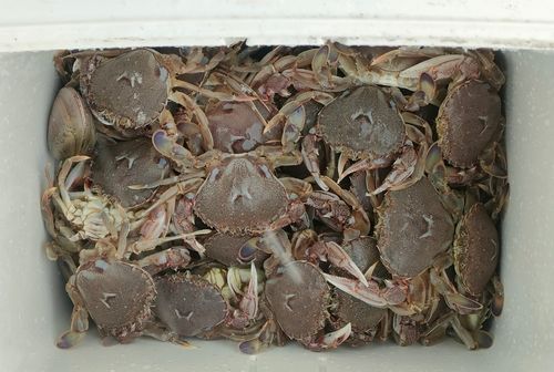 ヒラツメガニの釣果