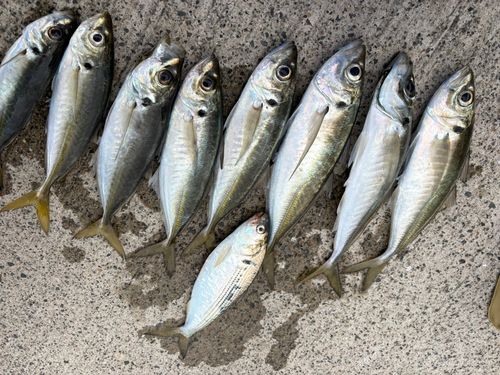 アジの釣果