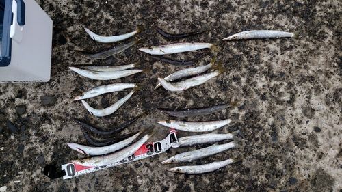 アカカマスの釣果